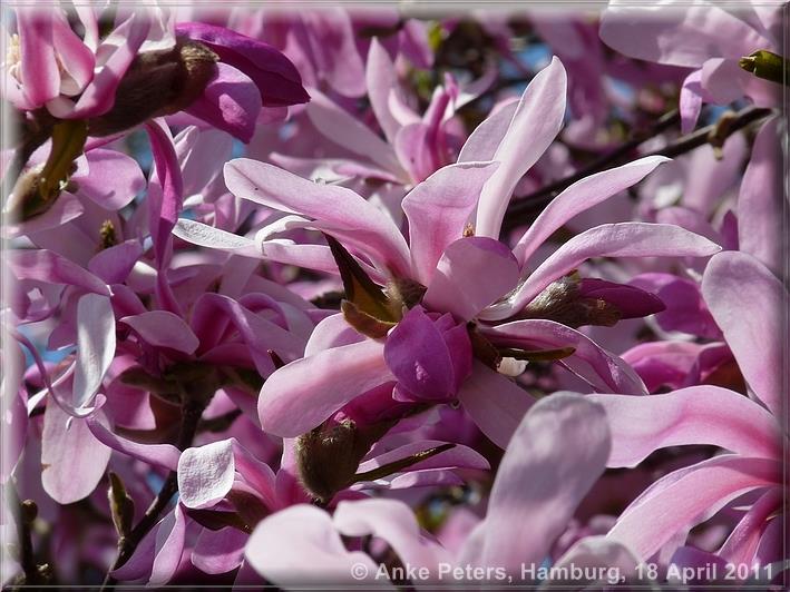 Arboretum Ellerhoop 18.04.2010