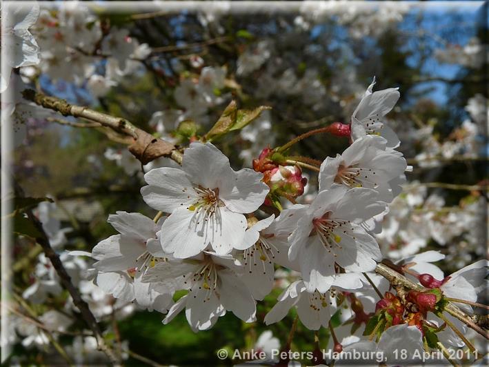 Arboretum Ellerhoop 18.04.2010
