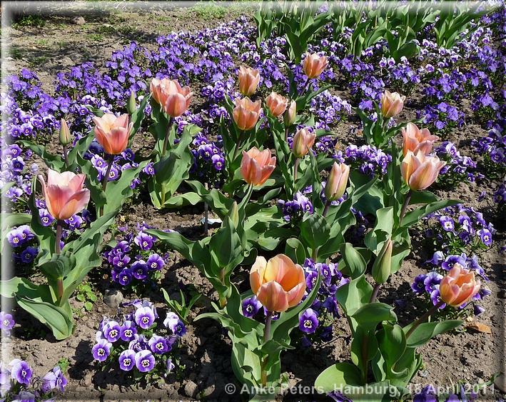 Arboretum Ellerhoop 18.04.2010