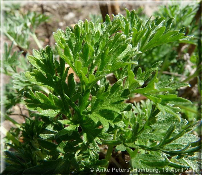 Arboretum Ellerhoop 18.04.2010