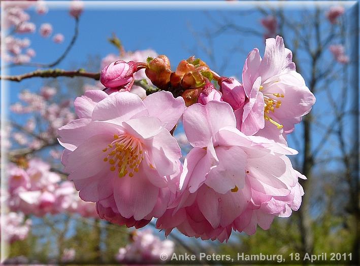 Arboretum Ellerhoop 18.04.2010