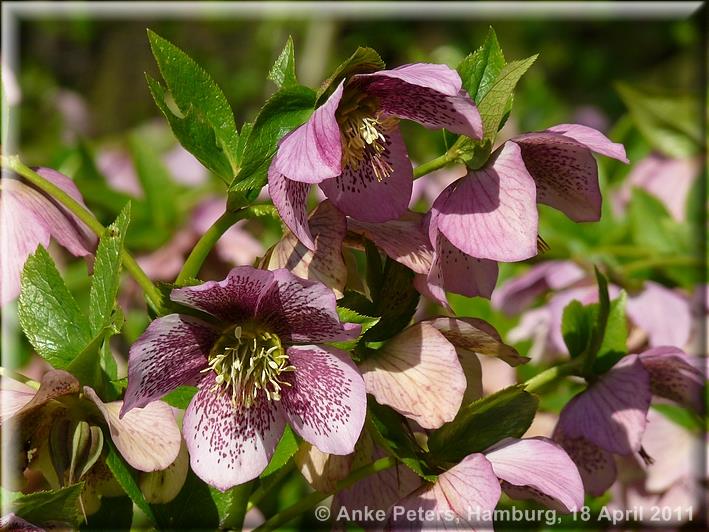 Arboretum Ellerhoop 18.04.2010