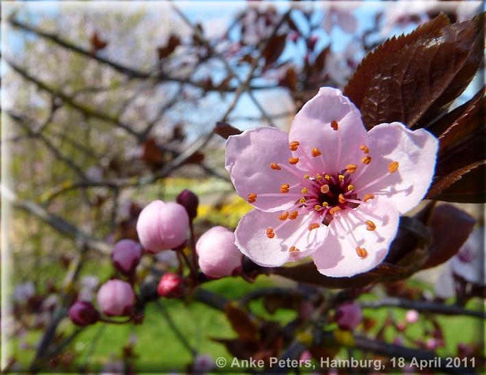 Arboretum Ellerhoop 18.04.2010