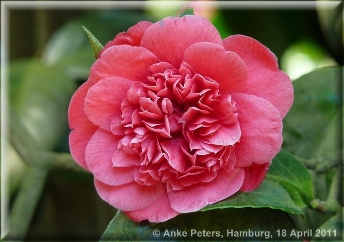 Arboretum Ellerhoop 18.04.2010