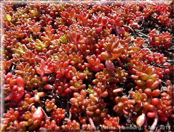 Arboretum Ellerhoop 18.04.2010