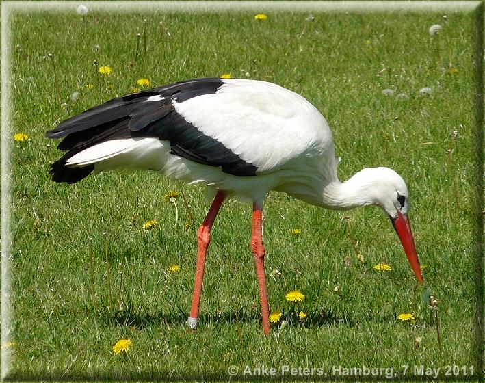 Landesgartenschau Norderstedt 2011