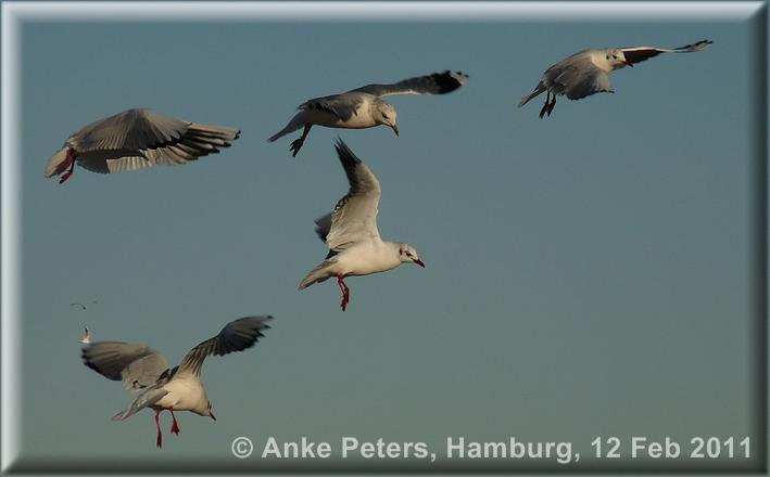 Warnemünde Gulls
