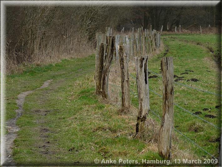 Duvenstedter Brook 13.3.2009