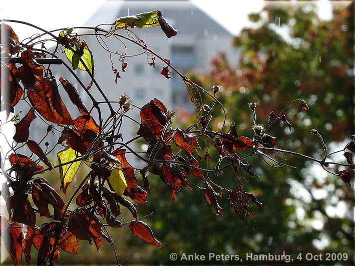 Lohbrügge 4.10.2009