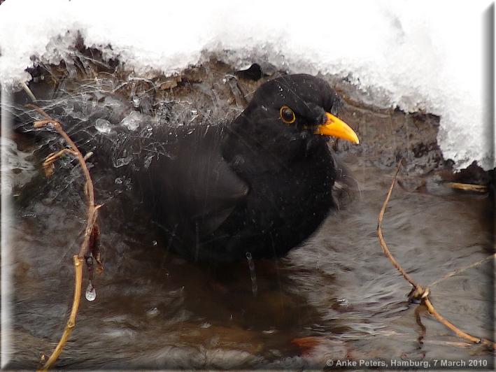 Lohbrügge2  7.3.2010