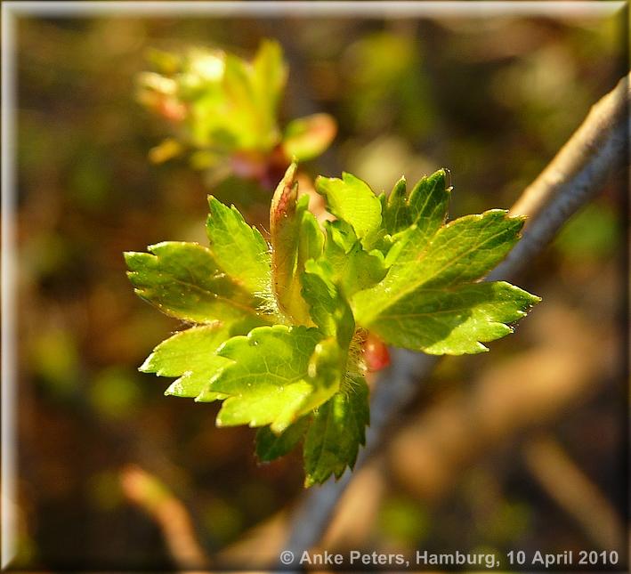 Lohbrügge 10.4. 2010