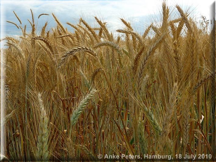 Lohbrügge 18.7. 2010
