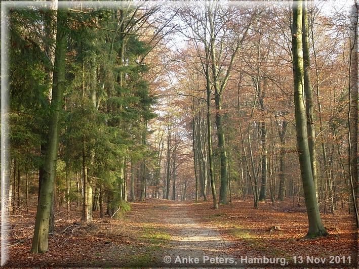 Reinbek Aumühle 13.11.2011