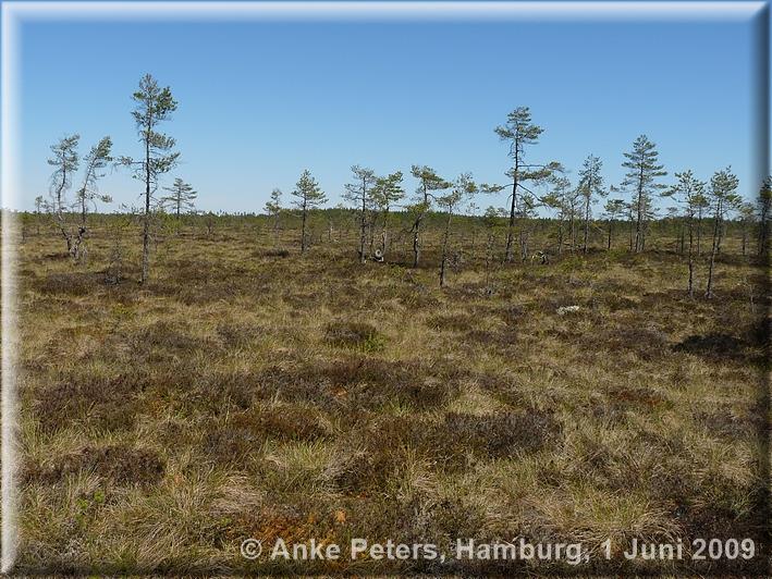 Vargar Viddar 1 Juni 2009