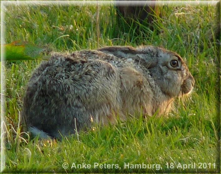 Schiermonnikoog 3  18.4.2011