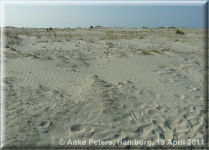Schiermonnikoog 3  18.4.2011