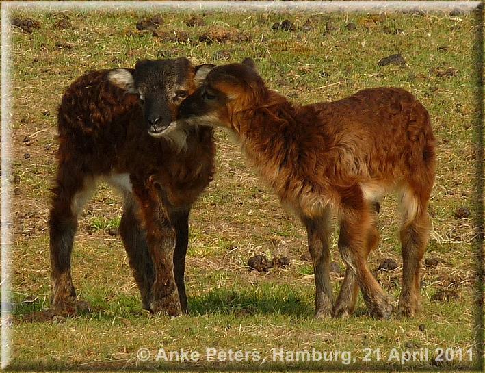Schiermonnikoog Sheep  21.4.2011