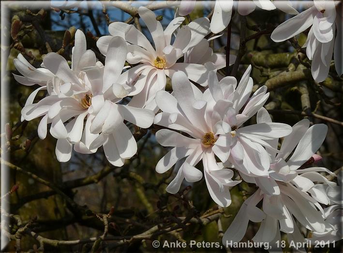 Arboretum Ellerhoop 18.04.2010