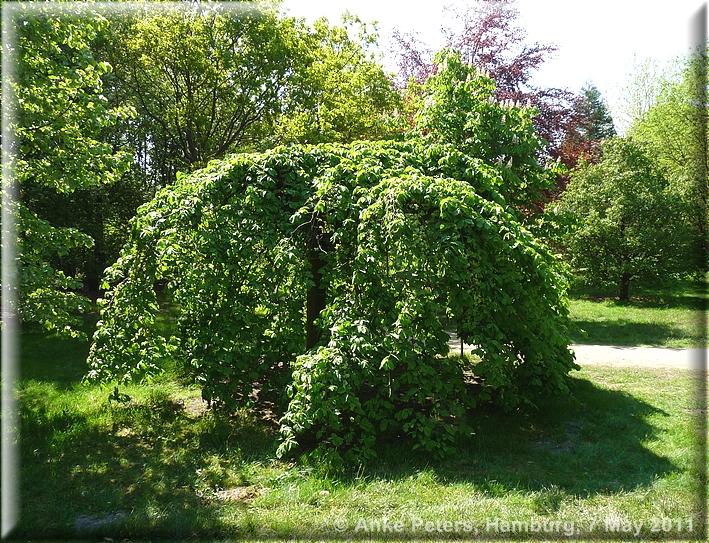 Landesgartenschau Norderstedt 2011 Teil 3