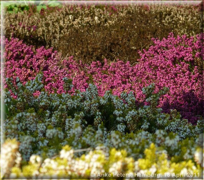 Arboretum Ellerhoop 18.04.2010