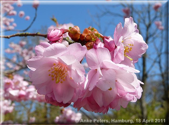 Arboretum Ellerhoop 18.04.2010