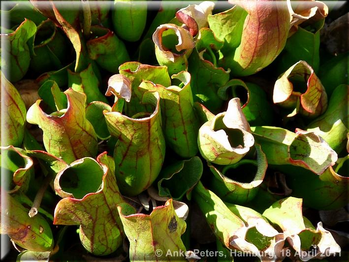 Arboretum Ellerhoop 18.04.2010