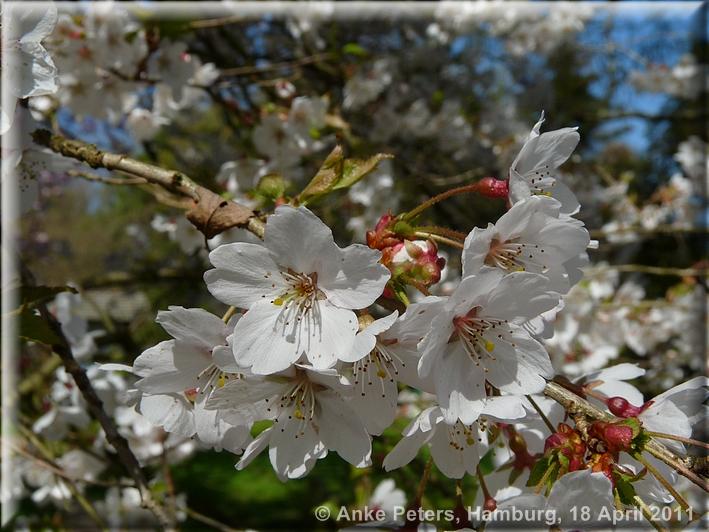 Arboretum Ellerhoop 18.04.2010