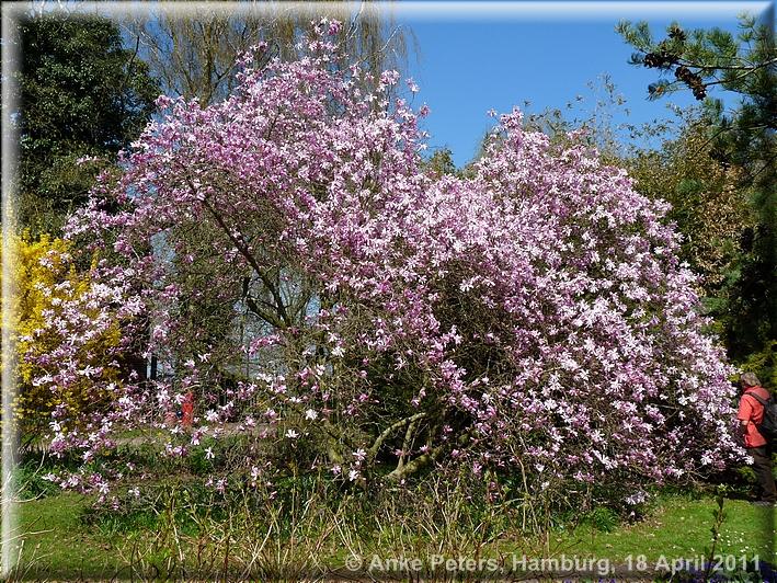 Arboretum Ellerhoop 18.04.2010