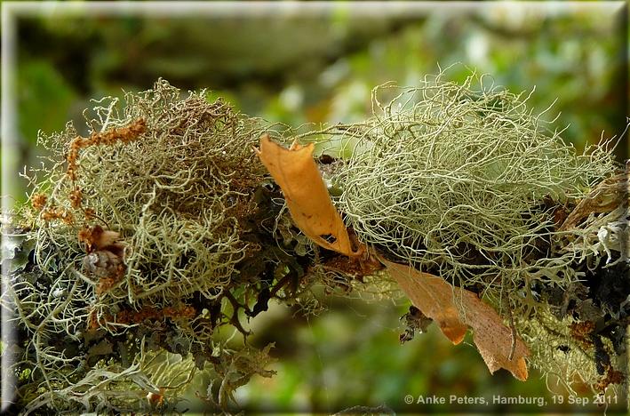 Shepperd's Dell and Bridal Veil Falls