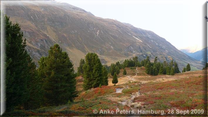 Zirbenwald Obergurgl 28.09.2009