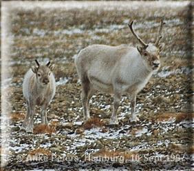 Svalbard Reindeer