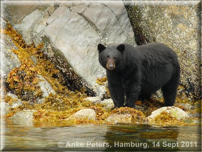 Schwarzbär, 14 Sept 2011