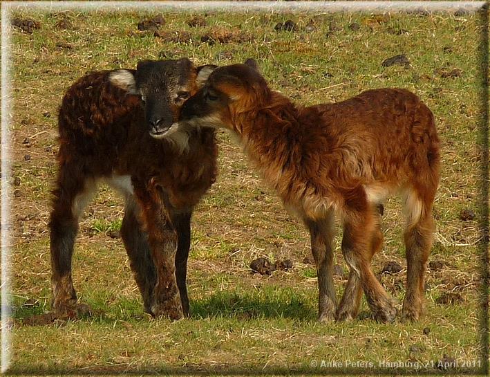Schiermonnikoog Sheep