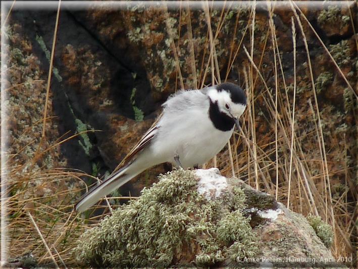 Schiermonnikoog Horses