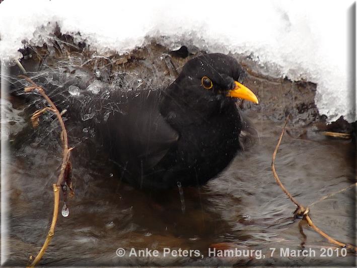 Lohbrügge2  7.3.2010