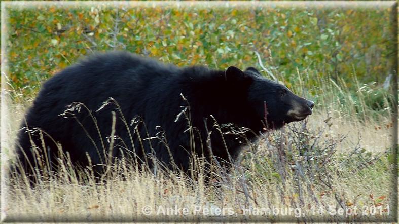 Schwarzbär, 29 Sept 2011