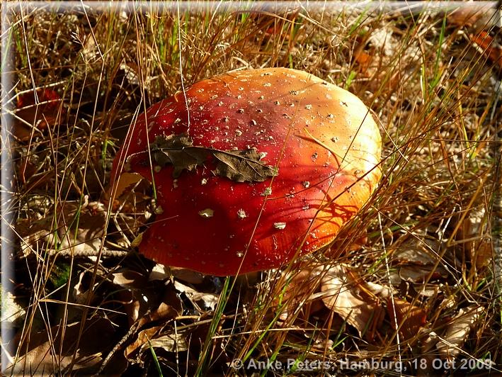 Friedrichsruh 18.10.2009