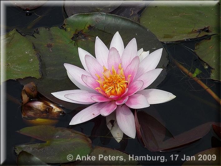 BUGA Schwerin 2009 Teil 2