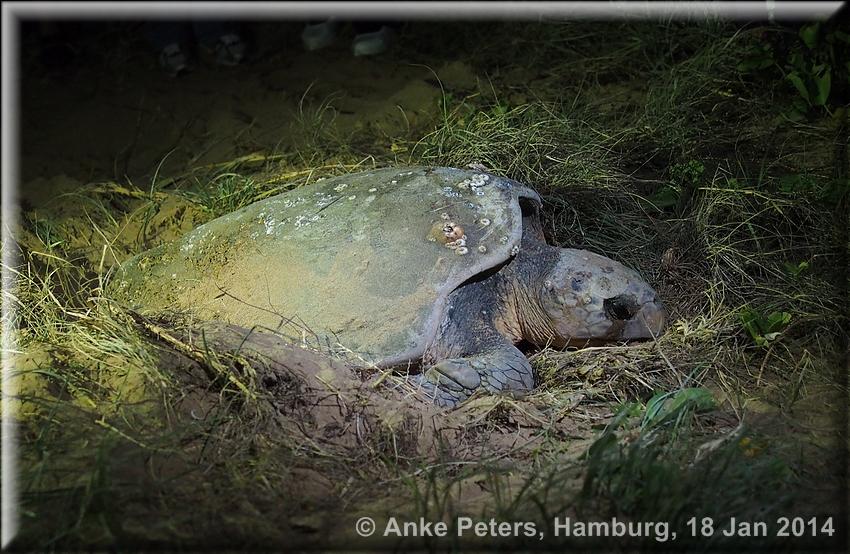 Bargara 2014: Mon Repos Conversation Park